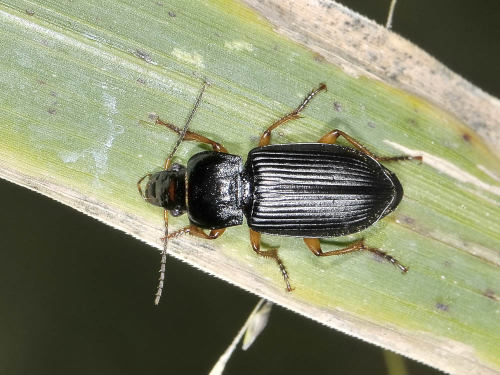 Anisodactylus nemorivagus? No, Anisodactylus binotatus